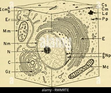 . Elektronen- mikroskopischen Struktur der Protozoen. Text-Bild 3