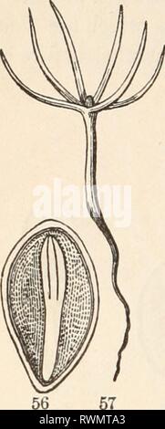 Die Elemente der Botanik für die Elemente der Botanik für Anfänger und für Schulen elementsofbotany 00 grayuoft Jahr: [1887] 24 Sämlinge. [Abschnitt 3. Stockfoto