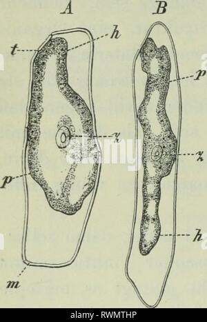 Der wissenschaftlichen Botanik (1906) Stockfoto