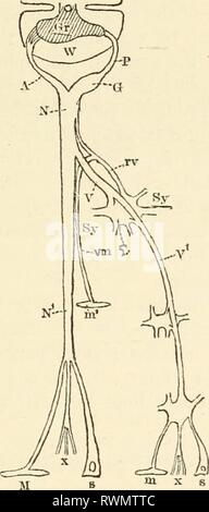 Die Elemente der menschlichen Physiologie (1907) Elemente der menschlichen Physiologie elementsofhumanp 05 Sterne Jahr: 1907 EINFÜHRUNG 21 gehört zur Provinz der Psychologe. Wir haben nur mit Ihnen, soweit die Funktion der afferenten Nerven zu befassen, da es schwierig ist, eine objektive Zeichen ihrer Aktivität zu bekommen (obwohl, wie wir später sehen werden, solche Zeichen vorhanden sind). Wir haben Beweise, dass m Mensch und höhere Tiere Bewusstsein ist eng verbunden mit dem auswüchse Abb. gebunden. 1-2. Schema der Nerven eines Segments der sijinal Cord (Foster). Gr. Grau; w, weiß der Netzkabel. a. Stockfoto