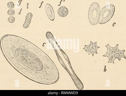 Elementare Lehrbuch der Zoologie (1884) Elementare Lehrbuch der Zoologie elementarytextbo 0101 clau Jahr: 1884 32 ORGANISATION UND ENTWICKLUNG VON TIEREN IM ALLGEMEINEN. Der Körper; der letztere, im Gegenteil, dienen für Bewegung und Empfindung, Funktionen, die ausschließlich im Eigentum der Tiere (und Pflanzen). Aus Gründen der Klarheit werden Wir teilen die vegetativen Geweben in zwei Gruppen, in Zellen und Cell-Aggregate (epithel) und in die Gewebe' des Bindegewebes Substanz. In den Geweben des tierischen Lebens unterscheiden wir die Muskel- und Nervengewebe. Diese Klassifizierung der Gewebe hat n Stockfoto