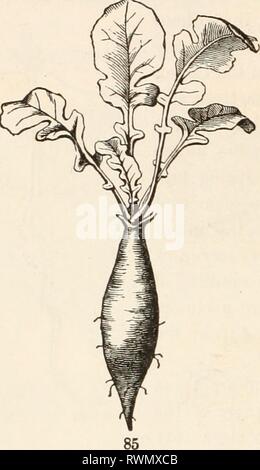 Die Elemente der Botanik für die Elemente der Botanik für Anfänger und für Schulen elementsofbotany 00 grayuoft Jahr: [1887] Fia. 83-85. Formen der tap-Root. Stockfoto