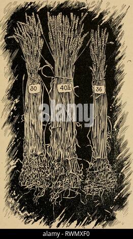 Elemente der Landwirtschaft; ein Text Elemente der Landwirtschaft; ein Lehrbuch für öffentliche Schulen elementsofagricu 00 shep Jahr: 1905 ELEMENTE DER LANDWIRTSCHAFT. Abb. 16. Zeichnung aus einem pliotograph, die Differenz der Ergebnisse von verschiedenen Sorten von Saatgut Weizen gewonnen. Nr. 30 wurde von Saatgut mit Milchglas war, als unreif. Nr. 401^wuchs von Nr. 1 harte whea. t der gleichen Rasse wie Nr. 30 und 36. Nr. 36 wuchs von Samen, den feuchten im Stack gewesen war. Das Bündel in jedem Fall zeigt die Anzahl der Körner, die auf einer Stange von einem Bohrer Zeile wuchs. Stockfoto
