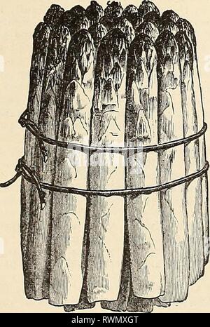 Elliott's 1845 bis 1895 Elliott's 1845 bis 1895: 50. jährliche Ausgabe Elliotts 1845 bis 181895 wmel Jahr: 1895 Wm. Elliott & Söhne * LISTE DER WAHL wollen wir die besondere Aufmerksamkeit unserer Freunde und Förderer zu der folgenden Liste von pflanzlichen Samen, die gefunden werden alle führenden und beliebtesten Sorten im Anbau, darunter alle Neuheiten des Verdienstes zu umarmen. Wir trainieren die größte Sorgfalt bei der Auswahl unserer Bestände von Gemüsesaatgut, verwerfen alle Sorten, die in der Erfahrung der Kultivierung unwürdig erwiesen haben. Alle unsere pflanzlichen Samen sind richtig zu benennen, und ihre germi Stockfoto