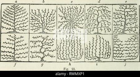 Elliott's Obst Buch; oder, der Elliott Obst Buch; oder die amerikanische Frucht des Erzeugers Guide im Obstgarten und Garten. Ein compend der Geschichte, Formen der Vermehrung, Kultur, etc., von Obstbäumen und Sträuchern, mit Beschreibungen von fast alle Sorten von Obst in diesem Land kultiviert; stellt ihrer Anpassung an Gemeinden und Böden, und auch eine vollständige Liste der Früchte der Anbau elliottsfruitbo 00 elli Jahr: 1858 36 Umpflanzen Bäume. Land ohne solche Praktiken zu ermöglichen Bäumen reichlich zu produzieren; die Formen sind nur in einigen kleinen Gärten gesehen, oder wenn die nützlich und Stockfoto