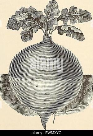 Elliott's 1845 bis 1895 Elliott's 1845 bis 1895: 50. jährliche Ausgabe Elliotts 1845 bis 181895 wmel Jahr: 1895 EDMANDS FRÜHEN RÜBE RÜBEN. Gelbe Kugel Mangold. Stockfoto