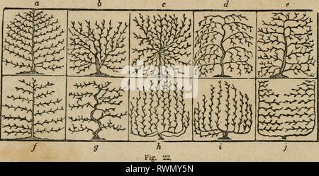 Elliott's Obst Buch; oder, der Elliott Obst Buch; oder die amerikanische Frucht des Erzeugers Guide im Obstgarten und Garten. Ein compend der Geschichte, Formen der Vermehrung, Kultur, etc., von Obstbäumen und Sträuchern, mit Beschreibungen von fast alle Sorten von Obst in diesem Land kultiviert; stellt ihrer Anpassung an Gemeinden und Böden, und auch eine vollständige Liste der Früchte der Anbau elliottsfruitboo 00 elli Jahr: 1858 36 Umpflanzen Bäume. Land" Tequiring keine solche Praktiken zu ermöglichen Bäumen reichlich zu produzieren; die Formen sind nur in einigen kleinen Gärten gesehen, oder wenn die nützlich und Stockfoto
