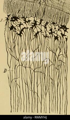 Elementare Lehrbuch der Zoologie, allgemeine Elementare Lehrbuch der Zoologie, Allgemeiner Teil und Besonderer Teil: protozoen elementarytextbo 00 clau Jahr Insecta: 1892 in Knöchernen Fische, und ganz allgemein als die Dentin der (Abb. 32). In Bezug auf die Entwicklung, die Knochen werden durch weiche Bindegewebe oder von Knorpel voraus. Im ersten Fall, Es entwickelt sich durch die Tran; 4' oder -^. , Tionen des Bindegewebes^^^^^^^W^K^^^^^^^^^^^^^^° Knochen Korpuskel- und durch â^^^ die Verhärtung des Gewebes. Häufiger ist es vor - von Knorpel abgetreten; dies gilt Foi" einen großen Teil des Wirbels Stockfoto