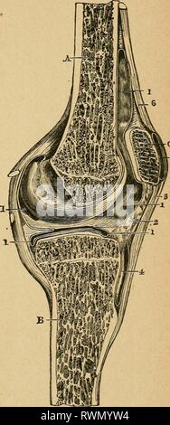 Eléments d'anatomie et de Physiologie Stockfoto