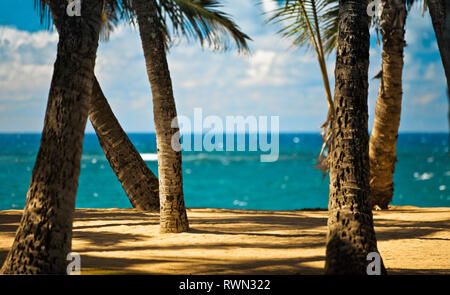 Palmen und Schatten auf einem leeren tropischen Strand. Stockfoto