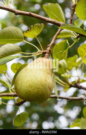 Pear Reifung auf einen Birnbaum in einem Obstgarten im Sommer Stockfoto