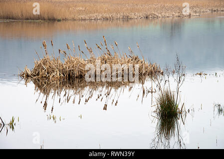 Eine Insel von Binsen und Schilf Bett in einem See in der Nähe von Leighton Moss Silverdale Lancashire England Vereinigtes Königreich Großbritannien Stockfoto