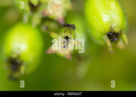 Eine Kolonie von schwarzen Arbeiter Ameisen auf helle grüne Pflanze Knospen in Makro Detail. Stockfoto