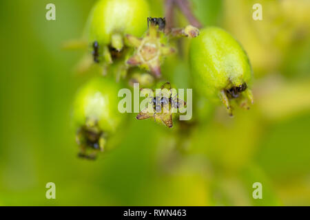 Eine Kolonie von schwarzen Arbeiter Ameisen auf helle grüne Pflanze Knospen in Makro Detail. Stockfoto