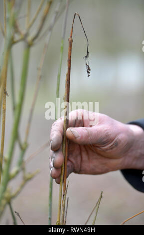 Welken Triebe einer Esche Leiden von ash dieback Pilz. Stockfoto