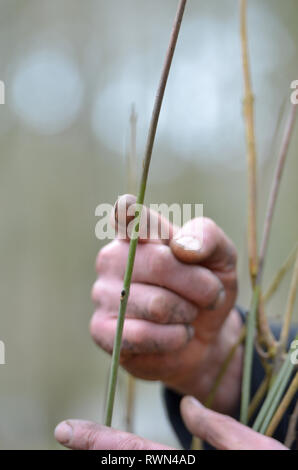 Welken Triebe einer Esche Leiden von ash dieback Pilz. Stockfoto