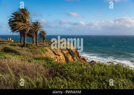 Bunte Küste Blick auf Palmen auf hohen Klippen mit starken Winden ihre Blätter, von terranea Trail, Rancho Palos Verdes, Kalifornien gesehen Stockfoto