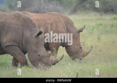 Eine nette männliche Stier White Rhino in Kruger National Park Stockfoto