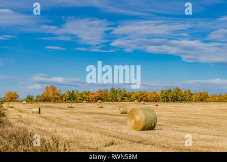 Heuballen im Feld, Bearpaw, Alberta, Kanada Stockfoto