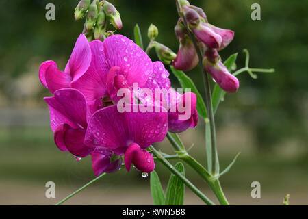 In der Nähe von Rosa Sweet pea (Lathyrus Odoratus) Blumen nach einem Regen Sturm Stockfoto