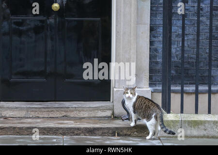 Larry, der 10 Downing Street cat und Chief Mouser des Cabinet Office ist auf die Schritte der Downing Street Nr.10 gesehen. Stockfoto