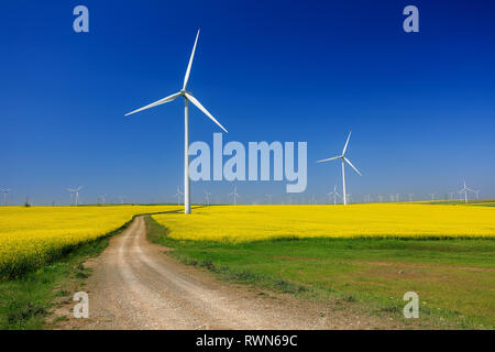 Windkraftanlagen. Felder mit Windmühlen. Raps Feld in der Blüte. Erneuerbare Energien. Die Umwelt zu schützen. Dobrogea, Rumänien Stockfoto