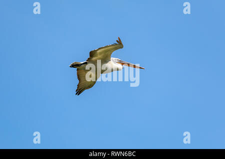 Kranich (Grus Grus), auch als der Eurasischen Kran, ein Vogel aus der Familie der Kraniche bekannt, die Kräne Stockfoto