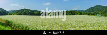 Das große Feld der Kartoffel Blume Blüte auf Hokkaido, Japan Stockfoto