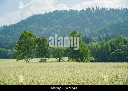 Das große Feld der Kartoffel Blume Blüte auf Hokkaido, Japan Stockfoto