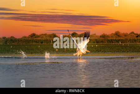 Bei Sonnenuntergang, mit Wasser spritzen in das Donau Delta Pelican Stockfoto