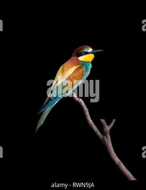 Bee-eater. Schwarzer Hintergrund Stockfoto