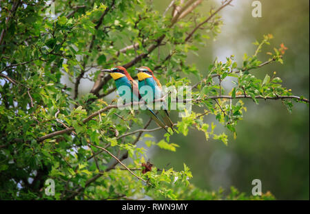 Zwei Bienenfresser in Grüner Baum. Warme sunrise Licht Stockfoto