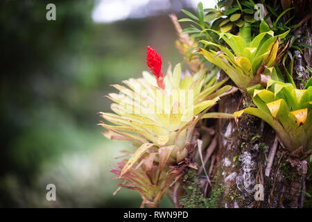 Schöne bromeliaceae in tropischen Garten in Martinique. Tropische Garten Balata in Martinique Stockfoto