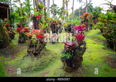 Tropische Garten Balata in Martinique. Schöne bromeliaceae in tropischen Garten in Martinique. Stockfoto