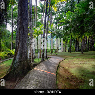 Tropische Garten Balata. Die balata ist ein botanischer Garten auf der Route de Balata ca. 10 km, Stockfoto