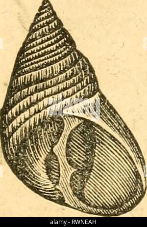 Elemente der conchology vorbereitet Elemente der conchology/Vorbereitet für die Nutzung der Schulen und der Hochschulen elementsofconcho 00 rusc Jahr: 1844 TROCHUS-TURBO. 47 Stockfoto