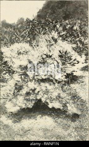 Ellwanger & Barry Mount Ellwanger & Barry: Mount Hope Baumschulen ellwangerbarrymo 1901 moun Jahr: 1901 allgemeine Katalog. 47 wird ein Baum der schönen Form, Sein Laub ist einer grapsh Grüne Farbe, glänzend und schön, und im Herbst wird zu einem tiefen Rot, render-ing der Baum eines Der am meisten auffällige und schöne Objekte zu dieser Jahreszeit. Wir sehen es, alles in Allem, als einer der wertvollsten Bäume für ornamentale Bepflanzung, Rang - neben dem Magnolia ing unter blühenden Bäumen und dem Scharlach Eiche (die es fast gleich) in brillanter Laub im Herbst. Si.oo. var Flora rubro. R Stockfoto