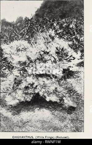 Ellwanger & Barry Mount Ellwanger & Barry: Mount Hope Baumschulen ellwangerbarrymo 1898 moun Jahr: 1898 allgemeine Katalog. 47 wird ein Baum der schönen Form, Sein Laub ist von einem grau-grünen Farbe, glänzend und schön, und im Herbst wird zu einem tiefen Rot, render-ing der Baum eines Der am meisten auffällige und schöne Objekte zu dieser Jahreszeit. Wir sehen es, alles in Allem, als einer der wertvollsten Bäume für ornamentale Bepflanzung, Rang - neben dem Magnolia ing unter blühenden Bäumen und dem Scharlach Eiche (die es fast gleich) in brillanter Laub im Herbst. $ 1.00. var Fiore rubro Stockfoto