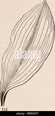 Die Elemente der Botanik für die Elemente der Botanik für Anfänger und für Schulen elementsofbotany 00 grau Jahr: 1887 Abschnitt 7.] normale Blätter. 51 geädert, - Begriffe, die es bequem ist zu verwenden, obwohl diese 'Nerven' und 'arc alle die gleiche Sache Venen', und haben keine Ähnlichkeit mit den Nerven und wenig, um die Venen von Tieren. 129. Verrechnet - Geäderte Blätter gehören zu Pflanzen, ein paar Samen, Blätter oder Keimblätter, wie die Ahorn (Kg, 20, 2-I,), Buche (Abb. 33), und Stockfoto