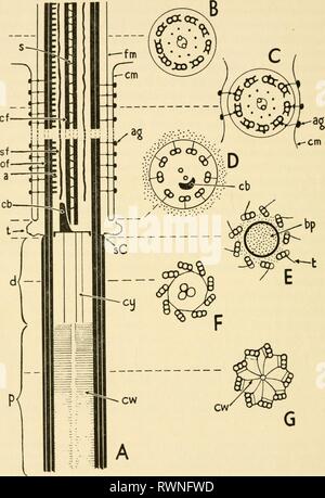 Elektronen-mikroskopische Struktur der Protozoen (1963) Stockfoto