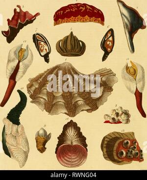 Enzyklopädie londinensis, oder, Universal Wörterbuch Enzyklopädie londinensis, oder, Universal Wörterbuch der Künste, der Wissenschaften und der Literatur: zu begreifen, unter einem allgemeinen alphabetischen Anordnung, alle Worte und den Inhalt von jeder Art Wörterbuch in der englischen Sprache: In welcher die verbesserte Abteilungen der mechanischen Künste, der Liberalen Wissenschaften, die höhere Mathematik, und der mehrere Zweige der höflichen Literatur, aus der Apostelgeschichte, Memoiren ausgewählt sind, und Transaktionen, der bedeutendsten literarischen Gesellschaften in Europa, Asien und Amerika: eine umfassende Sicht auf die Stockfoto