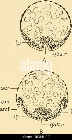 Embryologie von Insekten und myriapods; Embryologie von Insekten und myriapods; die Entwicklungsgeschichte von Insekten, Tausendfüßler und millepedes vom Ei desposition [!] zu schlüpfen embryologyofinse 00 joha Jahr: 1941 50 EMBRYOLOGIE VON INSEKTEN UND MYRIAPODS wie in der Lepidoptera und in einigen Odonata. Im letzteren Fall die Mikrobe band, statt zu sinken, unter die Oberfläche zu tauchen, invaginates in das Eigelb. Dies ist die Art von invaginated eingetaucht Stockfoto