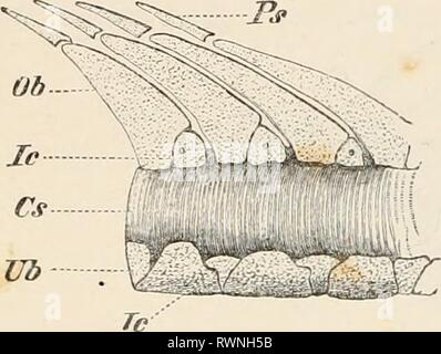 Elemente der vergleichenden Anatomie Elemente der vergleichenden Anatomie der Wirbeltiere elementsofcompar 00 wied Jahr: 1886 WIRBELSÄULE. 35 Zu den Zustand in Petromyzon gefunden, dass in der Knorpeligen Ganoids, Chimserse gesehen, und Dipnoi, direkt verbunden ist, insofern als die Betrachtungswinkelabhängiger Charakter wird vor allem durch die obere oder dorsale Bögen angezeigt. Stockfoto