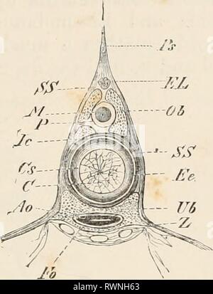 Elemente der vergleichenden Anatomie Elemente der vergleichenden Anatomie der Wirbeltiere elementsofcompar 00 wied Jahr: 1886 Abb. 21.-TEIL DER WIRBELSÄULE von Spatularia. (Seitliche Ansicht.) Abb. 22.-- QUERSCHNITT DER WIRBELSÄULE von Acipcnser ndlienus (i.e. dem vorderen Teil des Körpers). P; (, dornfortsätze Prozess; EL, längs elastische Band; SS, skeletogenous Layer; Ob, oberen Arch; M, Rückenmark; P, Pia mater; Ic, intercalary Stücke; Cs, Noto - chorJal Mantel; 0, Chorda dorsalis; Ee, elastischem Externa; Ul&gt;, unteren Bogen; Ao, Aorta, Fo, median Teile der unteren Bögen, die enclo Stockfoto