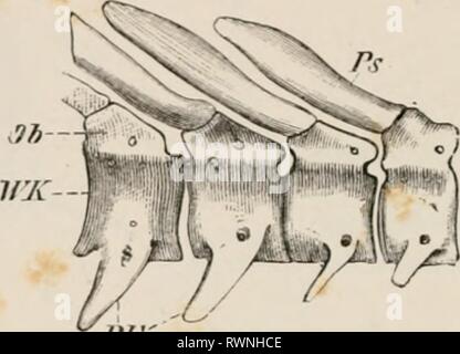 Elemente der vergleichenden Anatomie Elemente der vergleichenden Anatomie der Wirbeltiere elementsofcompar 00 wied Jahr: 1886 36 VERGLEICHENDE EIN ATOM V. articulat: Auf an seiner Basis, und damit zu einer Rippe (cp. S. 4 S) geben. Beziehungen Tin' dieser Teile in Elasmobranehs und Teleostcans ist ähnlich wie oben beschrieben. Für die weitere Stärkung des vrtebral Spalte so genannte "intercalary Stücke" (Abbn. 21,22, Ic) zwischen der oberen und der luwer Bögen im Knorpeligen und Ganoids Elasmobranehs. Die wirbelsäule der knöchernen Ganoids erreicht eine viel höhere Stufe der Entwicklung. Dorsale gekoppelt ein Stockfoto