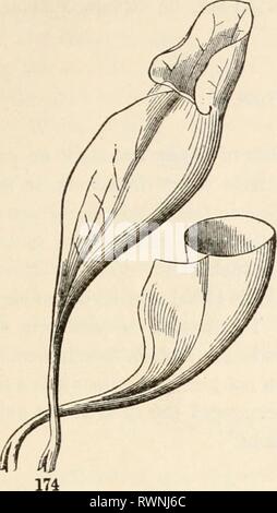 Die Elemente der Botanik für die Elemente der Botanik für Anfänger und für Schulen elementsofbotany 00 grayuoft Jahr: [1887] 7.] spezielle Blätter. 65 172. Das Blatt von Nepenthes (Abb. 175) kombiniert drei Strukturen und verwendet. Der erweiterte Teil unten ist Laub: Diese verjüngt mto eine Ranke für Stockfoto