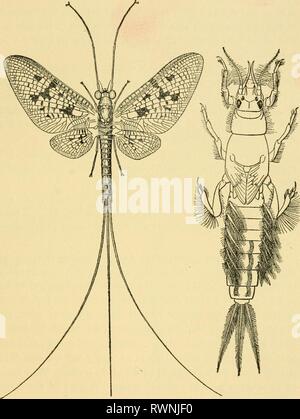 Grundlegende Lektionen auf Insekten (1928) grundlegende Lektionen auf Insekten elementarylesson 00 müssen Jahr: 1928 EPHEMERIDA 61 Abb. 21. - Die Eintagsfliege, Eintagsfliegen simulans, Erwachsene und Nymphe (Zeichnung byIC. | H. Kennedy). Stockfoto