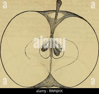 Elliott's Obst Buch; (1854) Elliott's Obst Buch; elliottsfruitboo 01 elli Jahr: 1854 WOKTHY allgemeine Bodenbearbeitung. 67 Becken, eher schmal, geflochten; Fleisch, gelblichweiß, knackig zart, sub-Säure; Kern, klein, kompakt, Kapseln, hohlen Eiförmig; Samen, lang eiförmig, birnenförmig. Saison von Dezember bis März. Baltimore. Baltimore Pippin, | Kabel Gillifknver. Stockfoto