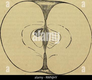 Elliott's Obst Buch; (1854) Elliott's Obst Buch; elliottsfruitboo 01 elli Jahr: 1854 Waschbecken, eher schmal, geflochten; Fleisch, gelblichweiß, knackig zart, sub-Säure; Kern, klein, kompakt, Kapseln, eiförmig hohlen; Samen, lang eiförmig, birnenförmig. Saison von Dezember bis März. Baltimore. Baltimore Pippin, | Kabel Gillifknver. Stockfoto