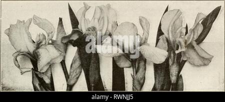 Ellwanger & Barry Mt Hoffnung Ellwanger & Barry Mt Hoffnung Baumschulen ellwangerbarrymt 1918 moun Jahr: 1918 ^[aqunt Hopfen Baumschulen^ (^^m^:^ â'^DEUTSCHE IRIS YRSâContinued Purple King. Sehr dunkel Lila. 25 c Jeder. Königin der Mai. Lila Rosa. 25 c Jeder. Reticulata Superba. Zentrum Lavendel, äußere pur-ple; fein. Roseberry. Plum Purple. 25 c Jeder. Sampson. Reiche goldene Gelb; Crimson - Maroon, Schimmelbildung im n-ten Weiß; in Ordnung. Speciosa. Lavendel Lila, sehr aromatisch. 25 c Jeder. Silver King. Blumen silbrig weiß; klar und fein; früh. Tamerlan. Sehr große Blüte, Violett; duftend. 25 c Jeder. Victorine. Weiß, Stockfoto